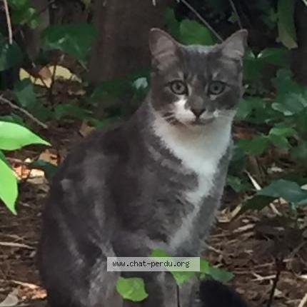 Foto 1/1 Gato encontrado Encontrado en Cannes le cannet