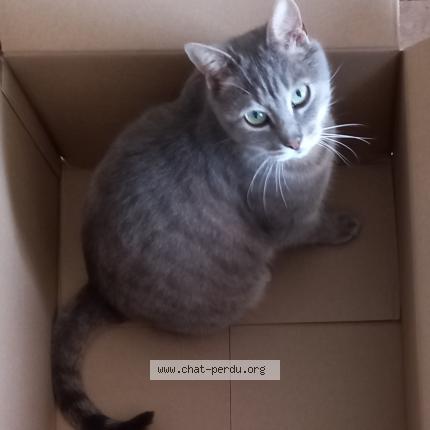 Foto 1/1 Basile Chat perdido en Camelin