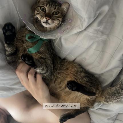 Foto 1/1 PONCHO Chat perdido en Villars les dombes