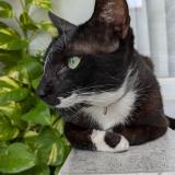 Foto del gato perdido en Imus City