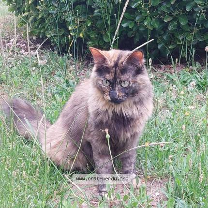 Foto 1/1 Tequila Chat perdido en Aire sur adour