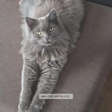 Foto 1/1 Puzzle Chat perdido en Camelin