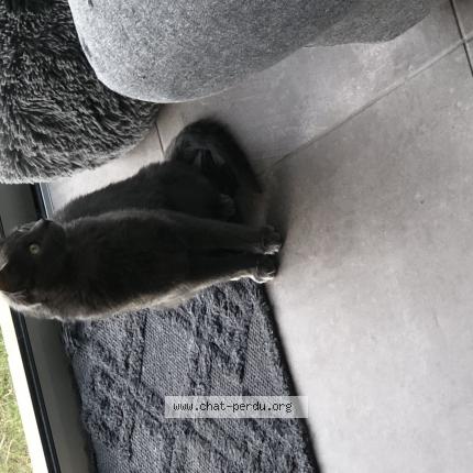 Foto 1/1 Simone Chat perdido en Bruges