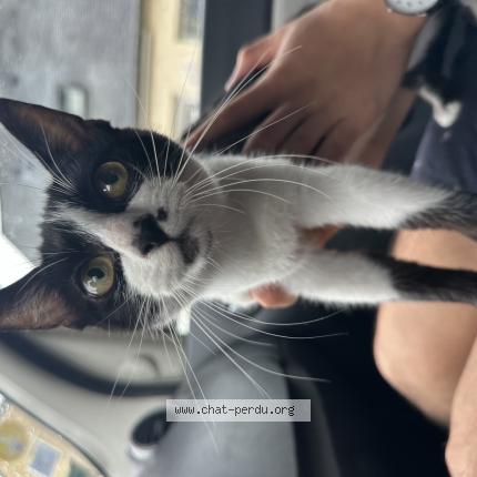 Foto 1/1 Gato encontrado Encontrado en Le mans