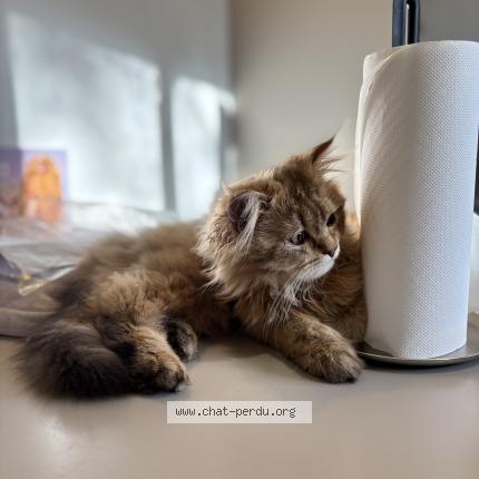 Foto 1/1 Caramel Chat perdido en Lagny sur marne