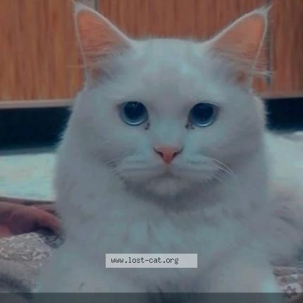 Foto 1/1 raju Chat perdido en Rahim yar khan