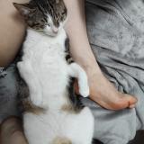 Foto del gato perdido en Etaimpuis