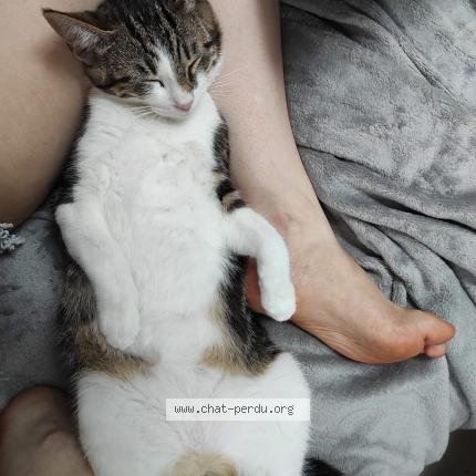 Foto 1/1 Morph&eacute;e Chat perdido en Etaimpuis