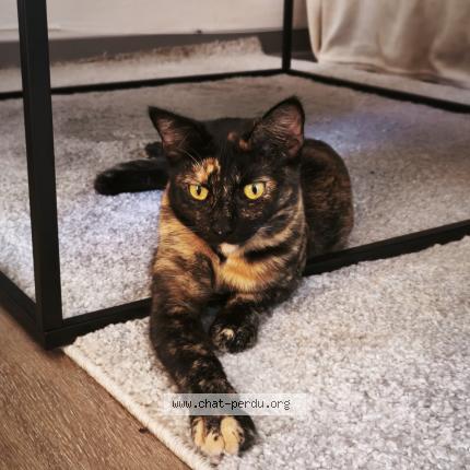 Foto 1/1 Mariko Chat perdido en Etang sale