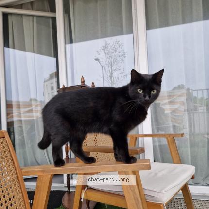 Foto 1/1 Opi Chat perdido en Bruges