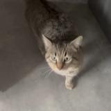 Foto del gato perdido en Blanzy