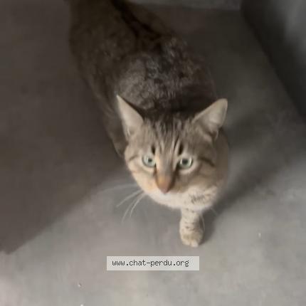 Foto 1/1 Miaous Chat perdido en Blanzy