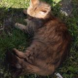 Foto del gato perdido en St Didier En Velay