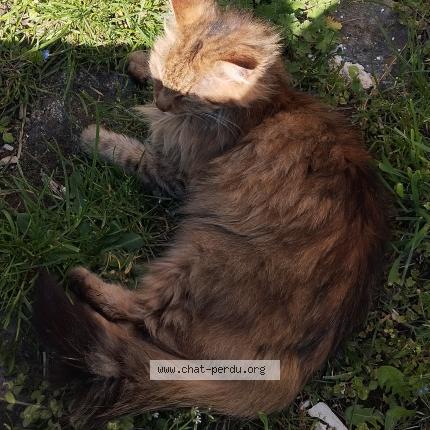 Foto 1/1 Kiera Chat perdido en St didier en velay