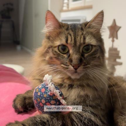 Foto 1/1 Booh Chat perdido en Mont de marsan