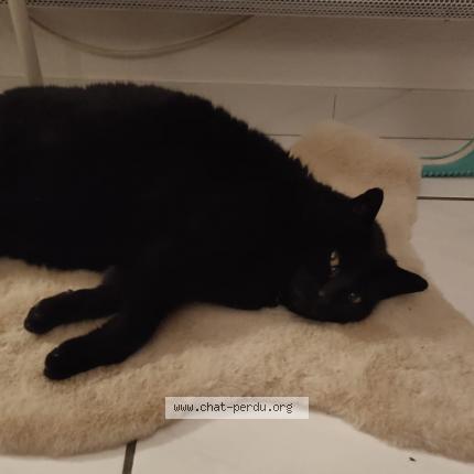 Foto 1/1 Charlie Chat perdido en Saint paul de varces