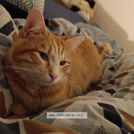 Foto 1/1 Tigrou Chat perdido en St trivier sur moignans