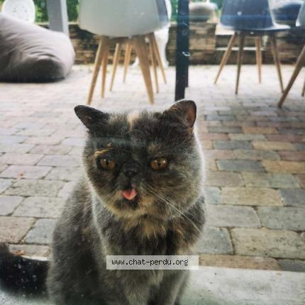 Foto 1/1 Colinette Chat perdido en Ch veyrier