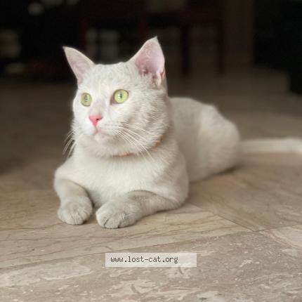 Foto 1/1 Jerry Chat perdido en Lahore