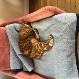 Foto del gato perdido en Reims