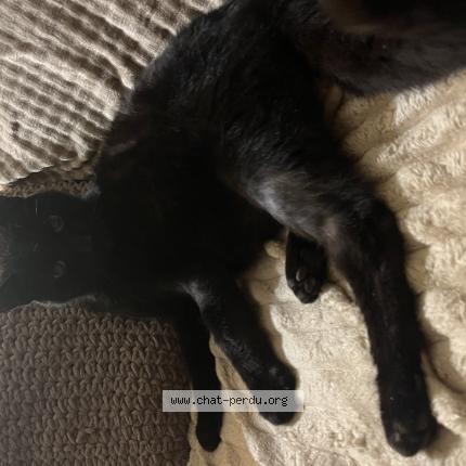 Foto 1/1 JD Chat perdido en L union