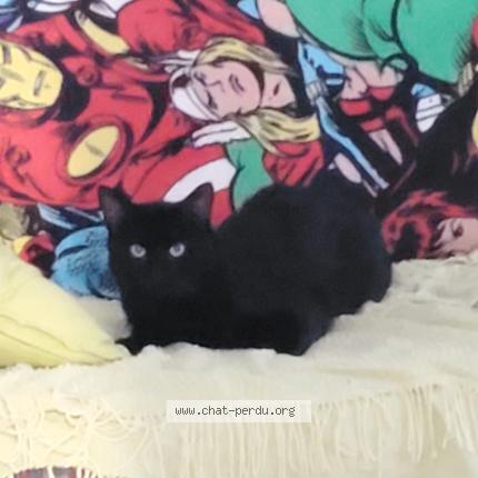 Foto 1/1 Gato encontrado Perdido en Nanteuil le haudouin