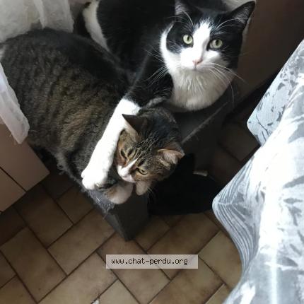 Foto 1/1 Pompon Chat perdido en Terre de bancalie