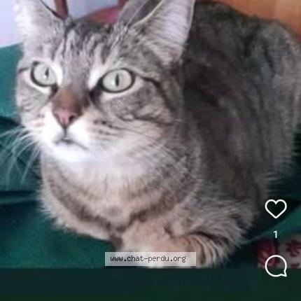 Foto 1/1 Marie Maria Chat perdido en St malo