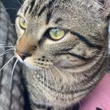 Foto del gato perdido en Vernouillet