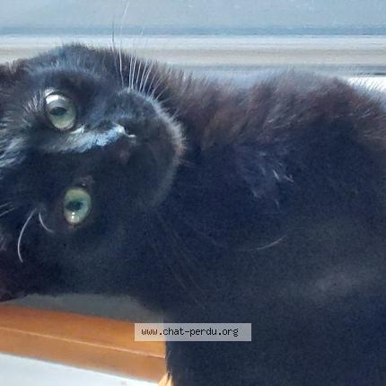 Foto 1/2 Yumi Chat perdido en Treillieres