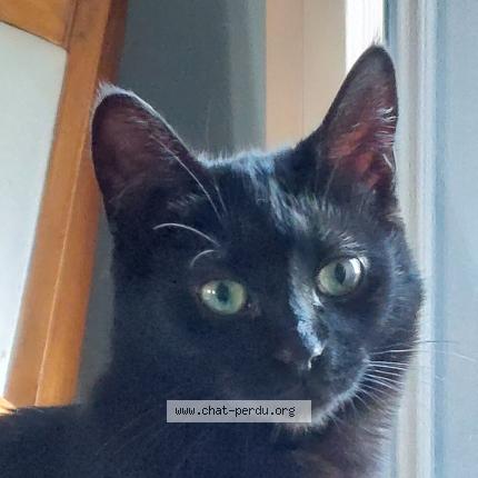 Foto 2/2 Yumi Chat perdido en Treillieres