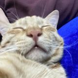 Foto del gato perdido en New Delhi