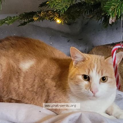 Foto 1/1 Simba Chat perdido en Pannecieres