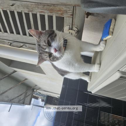 Foto 1/1 Anakin Chat perdido en Levens