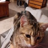 Foto del gato perdido en Marcollin