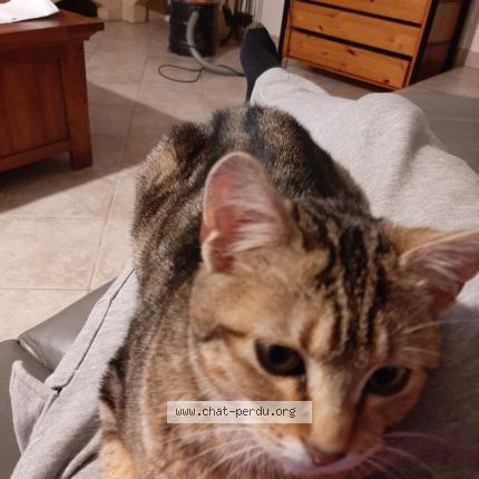 Foto 1/1 Zette Chat perdido en Marcollin