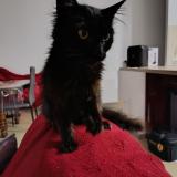 Foto del gato perdido en Villeneuve De Marsan