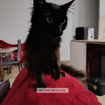 Foto 1/1 Vodka Chat perdido en Villeneuve de marsan