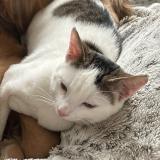 Foto del gato perdido en Fontainebleau