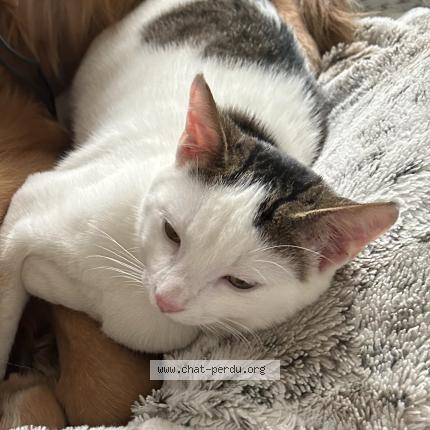 Foto 1/1 Toulouse Chat perdido en Fontainebleau