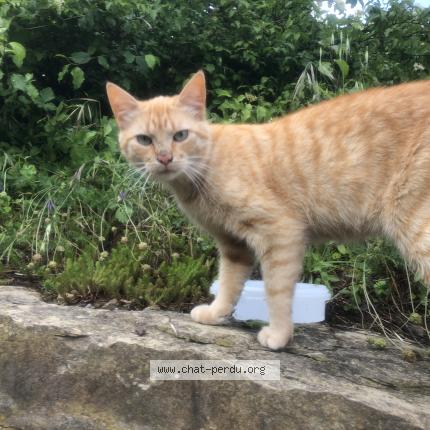 Foto 1/1 Jones Chat perdido en Aubenas