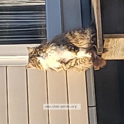 Foto 1/1 Grisou Chat perdido en Foussignac