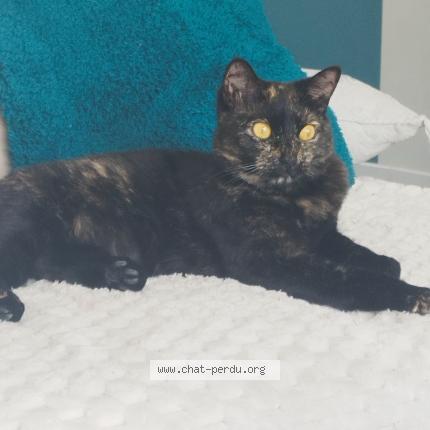 Foto 1/1 Samoa Chat perdido en Eyjeaux