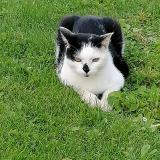 Foto del gato perdido en Plumelec