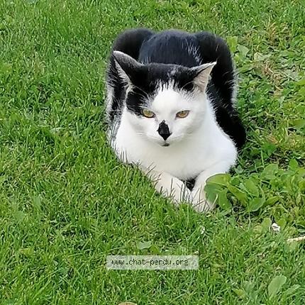 Foto 1/1 Ninja Chat perdido en Plumelec