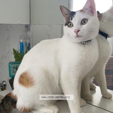 Foto 1/1 Syrah Chat perdido en Narbonne