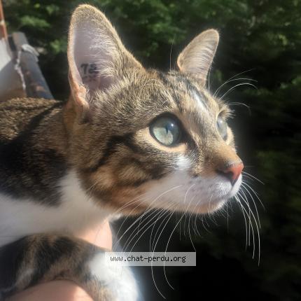 Foto 1/1 Khamouss Chat perdido en Paris