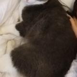 Foto del gato perdido en Blainville Sur L Eau