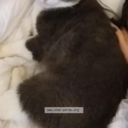 Foto 1/1 MAJOR Chat perdido en Blainville sur l eau