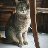 Foto del gato perdido en La Wantzenau